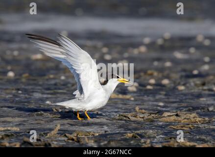 Least tern (Sternula antillarum) at the ocean coast with shells and hermit crabs on the background, Galveston, Texas, USA. Stock Photo