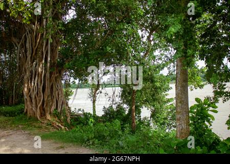 Picture of the roots of a large Banyan tree along the river. A banyan tree in Bangladesh (Ficus benhalensis). Stock Photo