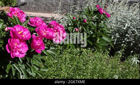 CNIB’s Fragrant Garden for those with impaired vision includes plants with distinct fragrances and textures, peonies in bloom and sage Stock Photo