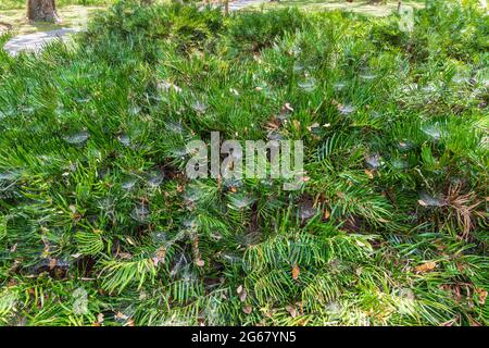 Webs of bowl and doily spiders (Frontinella pyramitela) in coontie plants (Zamia integrifolia) - Bushnell, Florida, USA Stock Photo