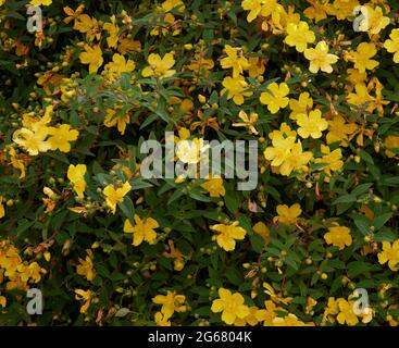 The garden shrub Hypericum Hidcote, which can be grown as a hedge, seen in full flower in July 2021. Stock Photo