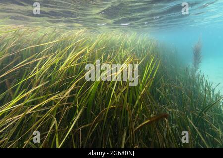 Seagrass meadow in shallow sea, Channel Islands, UK.
