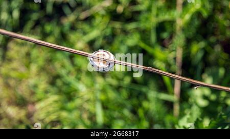 Snail in a shell on a branch in the garden. Stock Photo