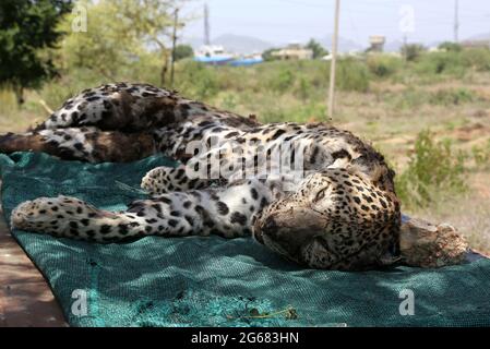 Beawar, India. 01st July, 2021. (7/1/2021) Dead body of adult female panther at forest office in Beawar, found at entrance of a cave on mountain in a village. After postmortem, Doctor told that panther was five to six years old. She was died four to five days ago. Her stomach was empty, so she died due to hunger and thirst. Dead panther was cremated according to Hindu rituals. Panther is dying day by day due to lack of protection in India. (Photo by Md Niamul Hossain Rifat/Pacific Press/Sipa USA) Credit: Sipa USA/Ģ����ý Live News Stock Photo