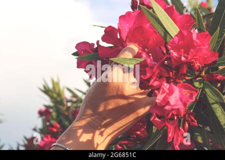 Red oleander Stock Photo