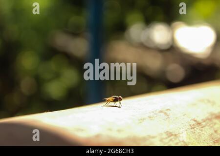 Bee on sunlight, Asian bee in nature Stock Photo