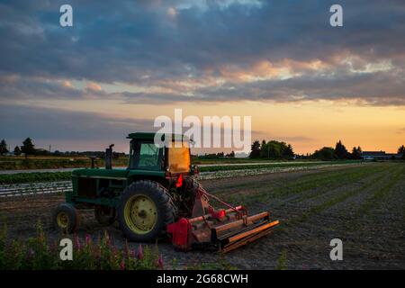 A green tractor with a hitch, illuminated by the rays of the setting sun, stands in a field on a warm summer evening. Green trees and huge sky with be Stock Photo