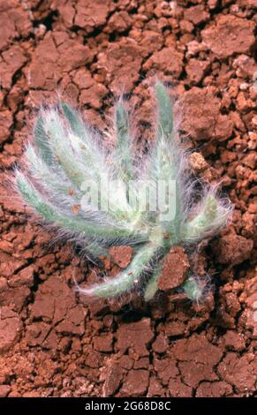 YOUNG SEEDLING GROWING THROUGH CRACKED AND DRIED MUD IN THE SIMPSON DESERT, CENTRAL AUSTRALIA. Stock Photo