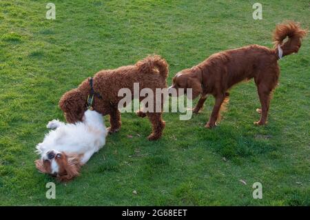 Three dogs of different breeds - King Charles Spaniel, Labradoodle and Nova Scotia Duck Tolling Retriever -  socialising at a public park