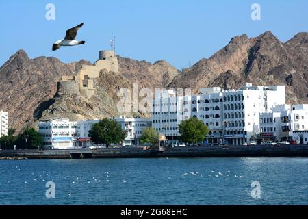 OMAN. MUSCAT. MUTRAH WITH ITS NEW BUILDINGS AND AN OLD FORT. Stock Photo
