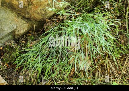 Forbes spleenwort (Asplenium septentrionale) Stock Photo