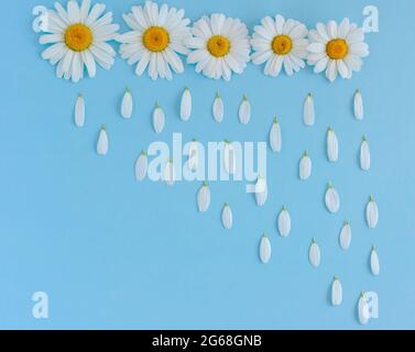 creative background made of camomile flowers on blue bckground. Rain made of flower petals falling from the sky. Stock Photo