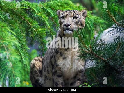 sitting Snow leopard in Zoo Leipzig Stock Photo