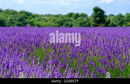 Lavender in full bloom, growing in a field with blue sky and trees in background. Stock Photo