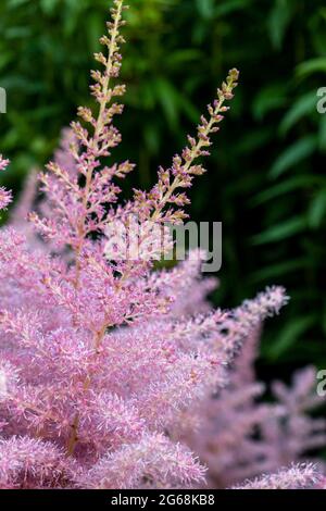 Pink small astilba flowers close-up. Delicate pink background blurred. selective focus. High quality photo Stock Photo