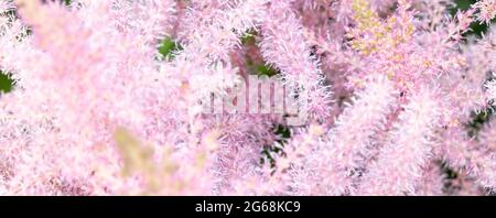 Pink small astilba flowers close-up. Delicate pink background blurred. selective focus. High quality photo Stock Photo