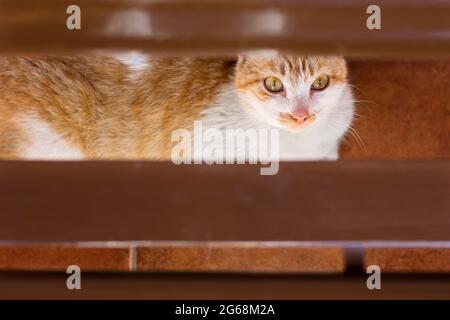 White and brown cat under a wooden bench looking at the camera in a town in the Council of Aller in Asturias.The photo is taken from an overhead point Stock Photo