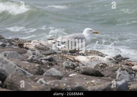 A colony of European herring gulls  (Larus argentatus) resting on a rocky coastal embankment with waves breaking on the sea in the background. Stock Photo