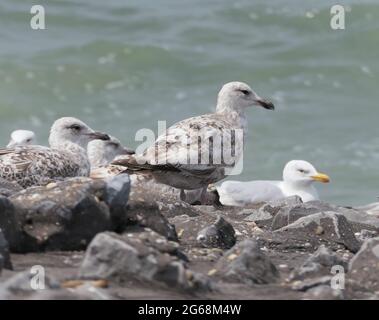 A colony of European herring gulls (Larus argentatus) resting on a rocky coastal embankment with waves breaking on the sea in the background. Stock Photo