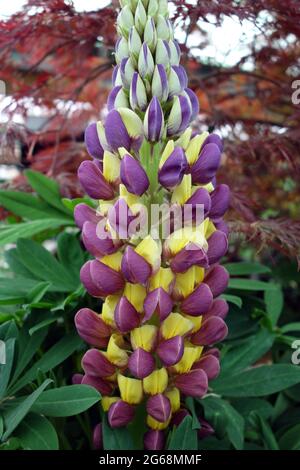 Tall Yellow & Purple Lupinus ‘West Country Manhattan Lights' Lupin Flower Grown in an English Country Garden, Lancashire, England, UK Stock Photo