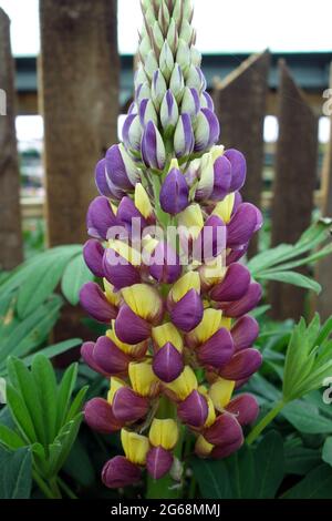 Tall Yellow & Purple Lupinus ‘West Country Manhattan Lights' Lupin Flower Grown in an English Country Garden, Lancashire, England, UK Stock Photo