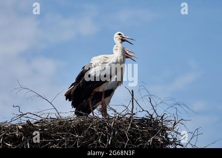 Three white storks (Ciconia ciconia) standing in their nest on a summer day with blue sky Stock Photo