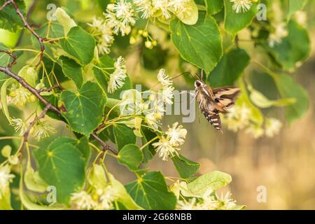 A pigeon tail is on the flowers of a lime tree Stock Photo