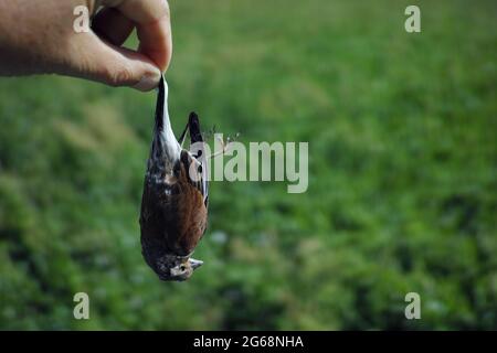 A hand holding a dead bird, outdoor close up shot Stock Photo
