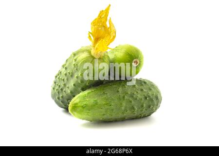 Three fresh cucumbers, young gherkins with yellow flowers just out of the garden isolated on white background. Stock Photo