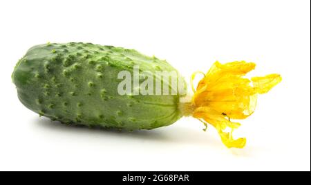 Cucumber with yellow flower on a white background Stock Photo