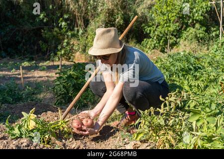 Farmer woman working in vegetables garden, harvesting fresh potatoes. Stock Photo