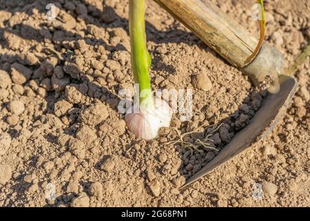 Harvesting garlic in vegetables garden field. Stock Photo