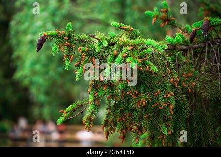 Nature background with spruce. Garden centre, plant nursery. Spruce branch and small cones Stock Photo