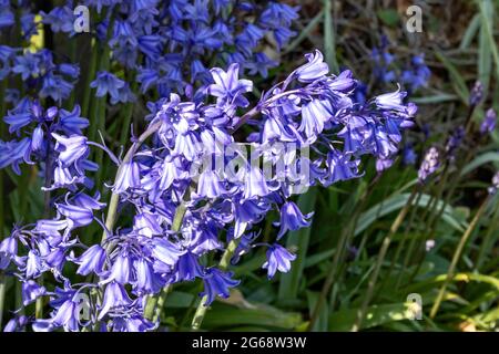 BLUEBELL FLOWERS IN SPRINGTIME Hyacinthoides non-scripta Stock Photo
