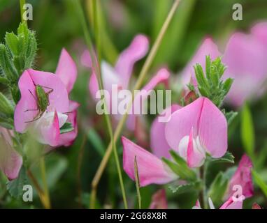 wild Common vetch (Vicia sativa) with pink, red and purple bloom, growing on Salisbury Plain, Wiltshire Stock Photo