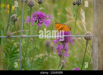 a female pearl-bordered fritillary (Boloria euphrosyne) feeding on a greater knapweed (Centaurea scabiosa) flower Stock Photo