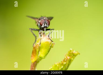 A Tiger fly, Chipping, Preston, Lancashire, UK Stock Photo