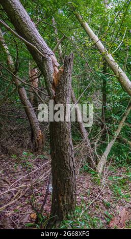 Trees Toppling Over Stock Photo - Alamy