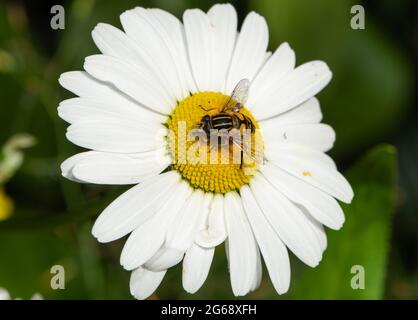 A Sun fly on an oxeye daisy, Chipping, Preston, Lancashire, UK Stock Photo