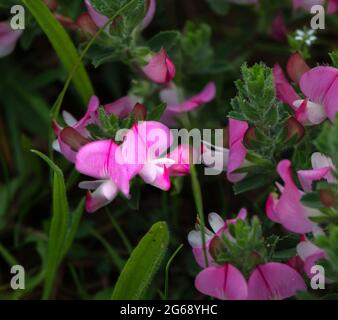 wild Common vetch (Vicia sativa) with pink, red and purple bloom, growing on Salisbury Plain, Wiltshire Stock Photo