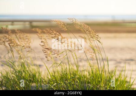 Beach dry grass, reeds, stalks blowing on the wind at golden sunset light blurred lake on background Stock Photo
