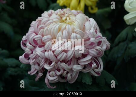 Chrysanthemum grandiflorum- Dahlia variety - Aster Family Stock Photo