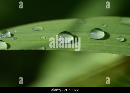 Close up of a green blade of grass with several drops of water on it after the rain Stock Photo