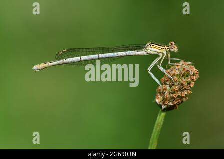 Close-up of a real feather dragonfly (Platycnemis) sitting on a blade of grass in front of a green background Stock Photo