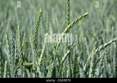 The close up, texture and background of a field of young green grain that is still immature Stock Photo
