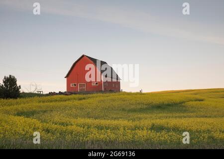 Evening scene of red barn in field of canola, Washington state.
