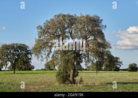 Holm oak evergreen trees grove green landscape Stock Photo