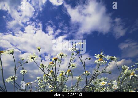 Worm eye low angle view on white chamomile blossoms in wild flower field against blue sky fluffy clouds in summer Stock Photo