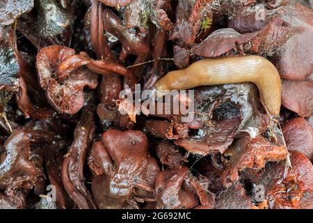 Large red slug (arion ater) on a large bed of decomposing purple and black fungi. The pale fully extended slug contrasts with the dark rotting fungi. Stock Photo