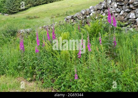 Digitalis purpurea. Wild Foxglove flowers along a roadside in Dumfries and Galloway. Scotland Stock Photo